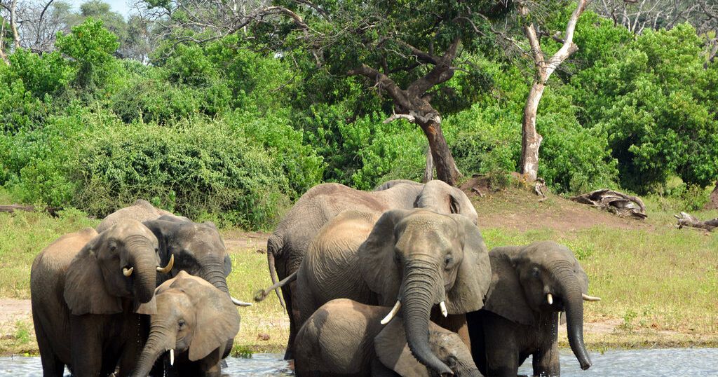 Why is Botswana threatening to send herdes of elephants to Germany?