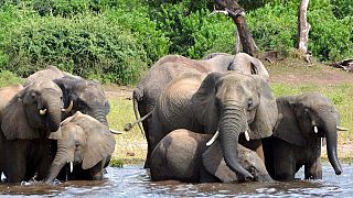 Le Botswana menace d'envoyer 20 000 éléphants en Allemagne