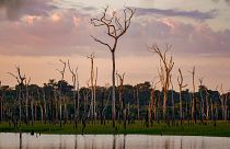 Dead trees stand in an area flooded by the Santo Antonio hydropower dam in an extractive reserve in Jaci-Parana, Rondonia state, Brazil.