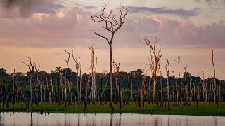 Árvores mortas em uma área inundada pela hidrelétrica de Santo Antônio em uma reserva extrativista em Jaci-Paraná, estado de Rondônia, Brasil.