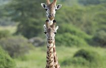 Due giraffe nel Parco Nazionale di Nairobi, 31 gennaio 2024 Nairobi, Kenya 