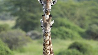 Imagen de Edie, un ejemplar de jirafa de Rothschild, junto a uno de sus progenitores en el zoológico de Chester, Inglaterra.