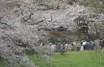Сакура начала цвести в Японии на несколко дней позже, чем обычно. 