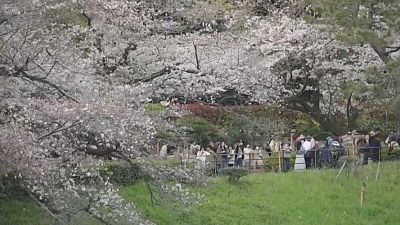 Fiori di Sakura in Giappone