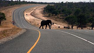 US tourist killed in Zambia elephant attack, the second this year