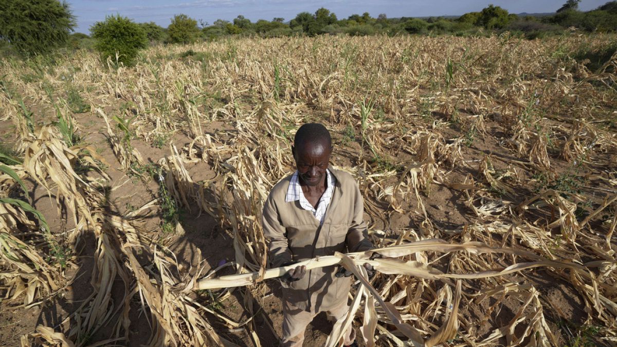 BM Gıda Ajansı kuraklığın vurduğu güney Afrika için 400 milyon