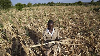 Zimbabve'de kuraklığın etkilediği bir tarla