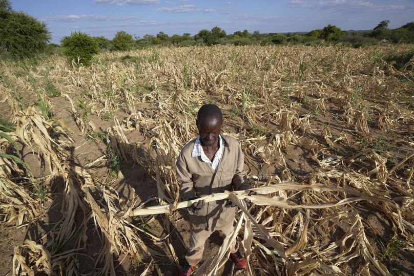 ARŞİV - Zimbabve'nin güneybatısındaki Mangwe bölgesinde bir çiftçi olan James Tshuma, Zimbabve'de kuraklık nedeniyle hasar gören mahsullerini gösteriyor, 22 Mart 2024.