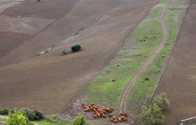 Cattle graze near Resuttano, in the Island of Sicily, November 2010
