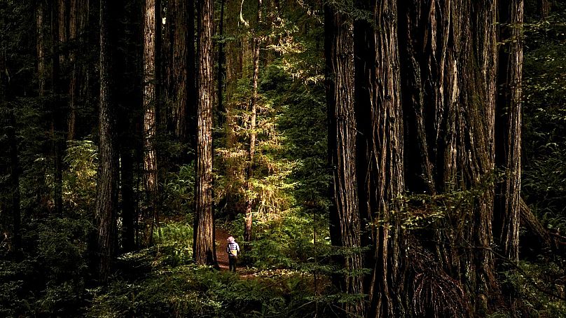 El Parque Nacional de Redwood en California, EE.UU.