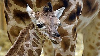 First outing for rare Giraffe calf at UK's Chester Zoo leaves great impression