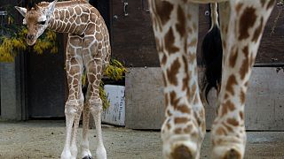 Royaume-Uni : les premiers pas en plein air du girafon Eddie
