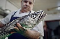 Populações de pescada recuperaram milagrosamente em duas décadas
