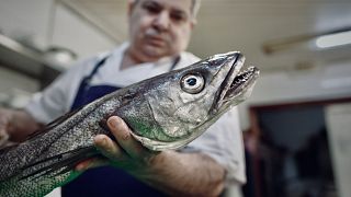 Populações de pescada recuperaram milagrosamente em duas décadas