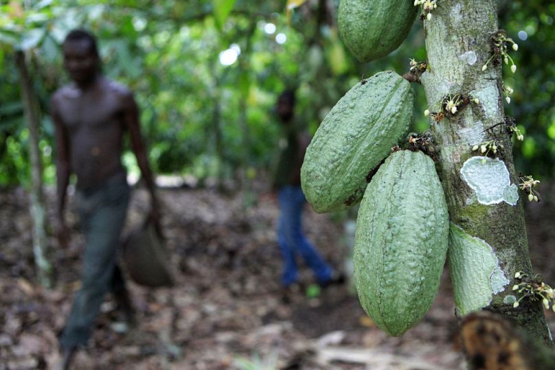 Farmer Issiaka Ouedraogo walks past cocoa pods growing on a tree, on a cocoa farm outside the village of Fangolo, near Duekoue, May 2011