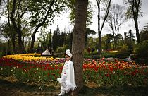In Istanbul wurden millionen von Tulpen angepflanzt. 