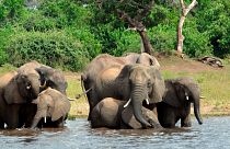 فیل‌ها در پارک ملی بوتساوانا