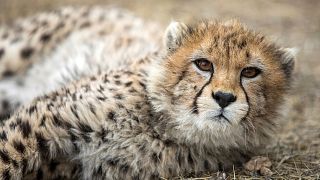 Iran's only Asiatic cheetah cub in captivity, Pirouz, lies down at the Pardisan Park in Tehran, Iran, 2022. The conservationists were working to track Asiatic cheetahs.
