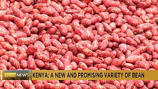Climate-smart seeds cultivate hope for Kenya's agricultural future