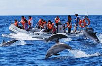 Encounter dolphins in the Azores, Portugal.
