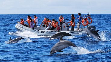 Incontro con i delfini alle Azzorre, in Portogallo.