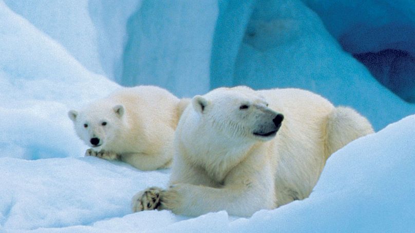 На Шпицбергене белых медведей больше, чем людей