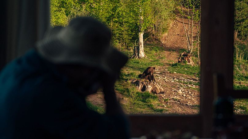 Go bear watching in Romania with Travel Carpathia.