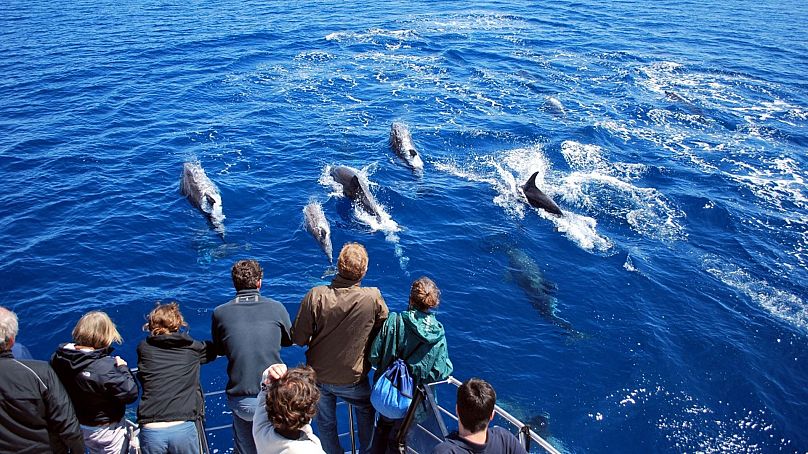 Observação de baleias e golfinhos nos Açores, em Portugal.