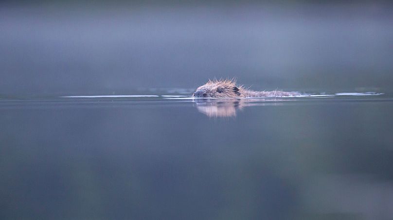 Beavers have been reintroduced to the Scottish wilderness.