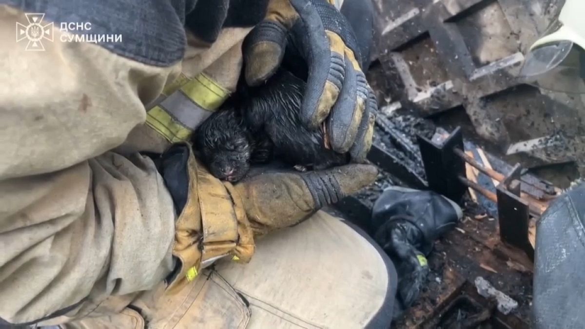 WATCH: Ukrainian firefighters rescue five puppies thumbnail