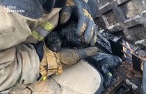Cinco cachorrinhos foram salvos de incêndio