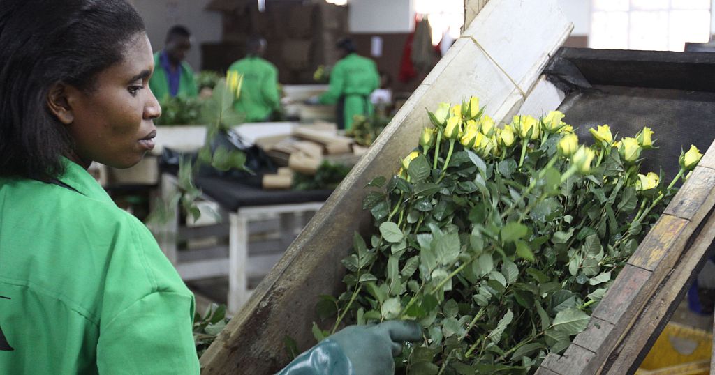 Le Royaume-Uni supprime la taxe sur l'import de fleurs d'Afrique