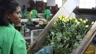  UK lifts tariffs on east African flower exports to boost trade