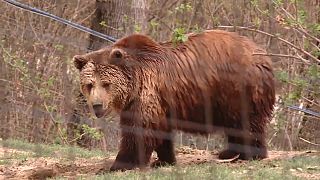 Roumanie : un refuge prend soin des ours menacés par les chasseurs