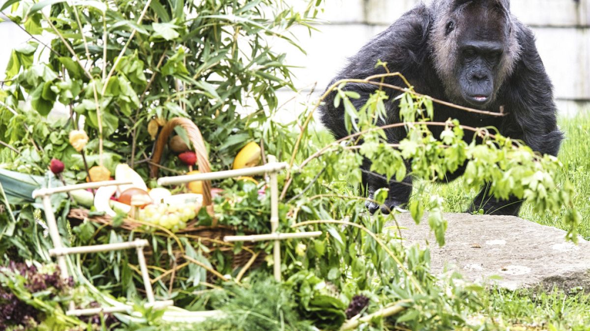 Video. Schon vor der Mauer in Berlin: Gorilla Fatou gilt als älteste ...