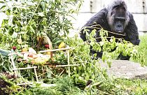 Gorilla Fatou war schon vor der Mauer in Berlin