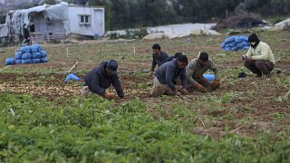 مزارعون في أرض زراعية في دير البلح، غزة