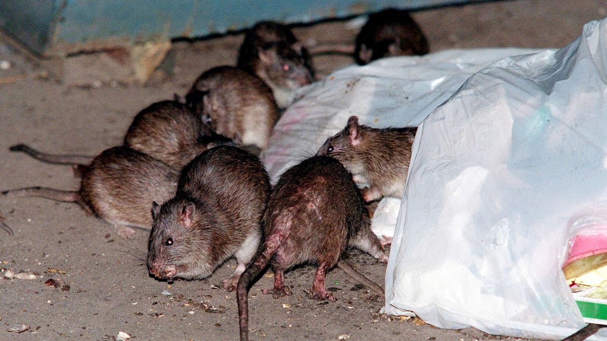 War on rats: Could birth control be the antidote to New York’s rodent problem? thumbnail