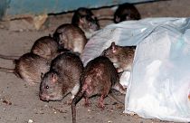 New York lawmakers are proposing rules to humanely drive down the population of rats and other rodents.
