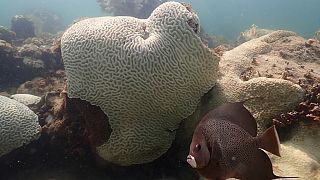 Ein Fisch schwimmt nahe einer Koralle, die Anzeichen von Bleiche zeigt.