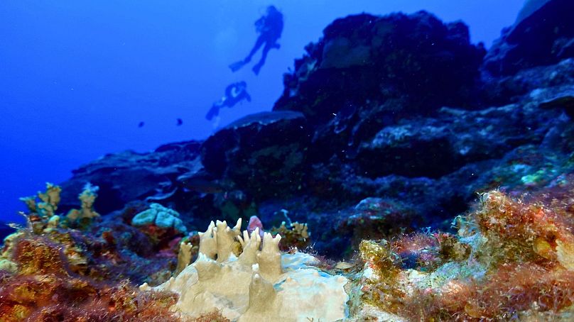 Coral blanqueado es visible en el Santuario Marino Nacional Flower Garden Banks, frente a la costa de Galveston, Texas, en el Golfo de México, septiembre de 2023.
