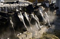 Bir çiftlikte beslenen inekler