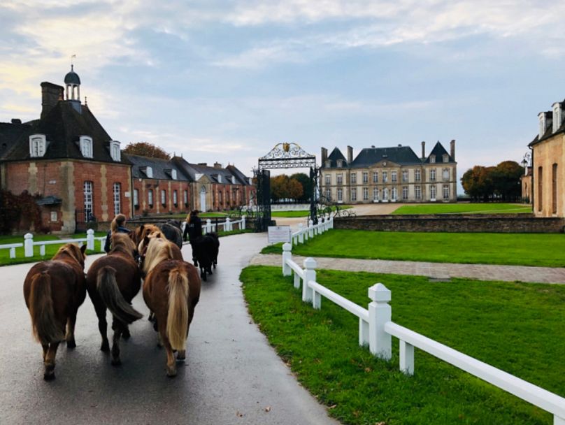 Meet horses at the world class stud next to Domaine de Prestal