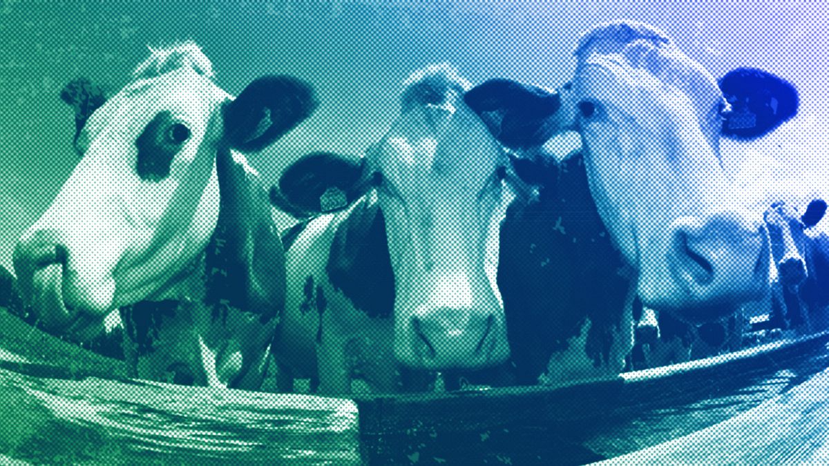 Every time you blame cows for climate change, an oil executive laughs thumbnail