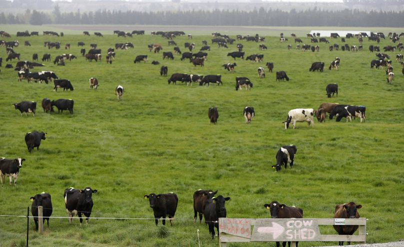 Dairy cows graze on a farm near Oxford, New Zealand, October 2018