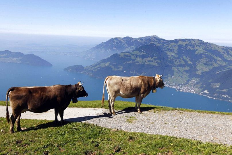 Cows stand at a viewing point on a sunny day near Niederbauen at Lake Lucerne, September 2012