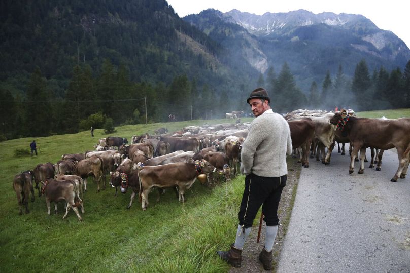 A Bavarian herdsman rests as he drives his beasts on a road during the return of the cattle from the summer pastures in the mountains near Bad Hindelang, September 2019