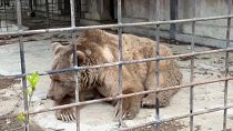 Deux ours ayant survécu à un incendie d'ampleur dans le zoo “Tropic Park” de la ville d'Eupatoria, en Crimée, ont été examinés ce mardi par un vétérinaire. 