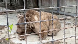 Mais de 200 animais morrem num incêndio na Crimeia 