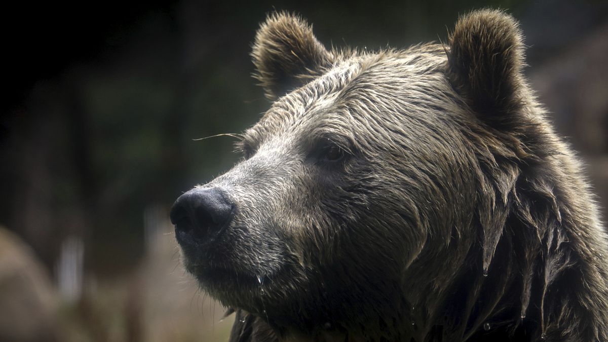 WATCH: Two bears survive zoo fire in Crimea thumbnail